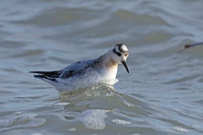 Rosse Franjepoot / Grey Phalarope