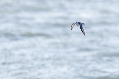Rosse Franjepoot / Grey Phalarope
