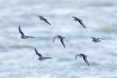 Rosse Franjepoot / Grey Phalarope