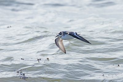 Grey Phalarope