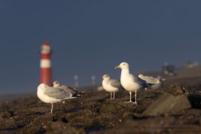 Caspian Gull