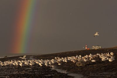 Herring Gull