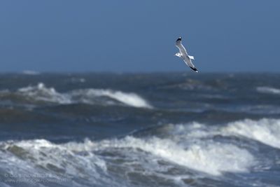 Common Gull