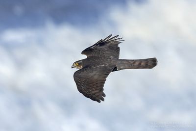 Sperwer / Sparrow Hawk
