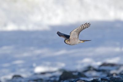 Sperwer / Sparrow Hawk
