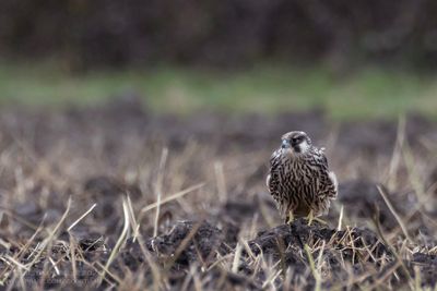 Slechtvalk / Peregrine Falcon