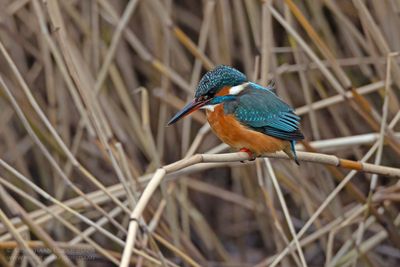 IJsvogel / Kingfisher