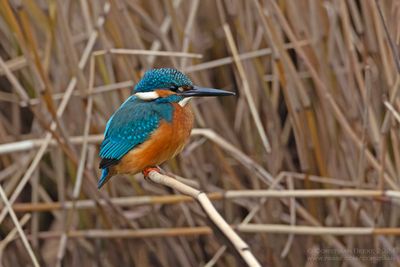 IJsvogel / Kingfisher
