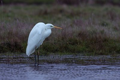 Great White Egret