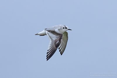 Little Gull