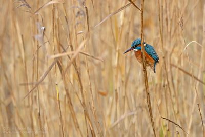 IJsvogel / Kingfisher