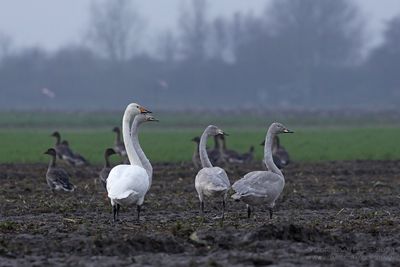 Whooper Swan