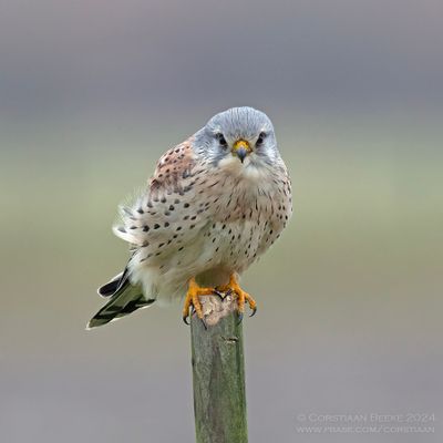 Common Kestrel