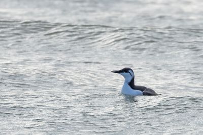 Common Guillemot