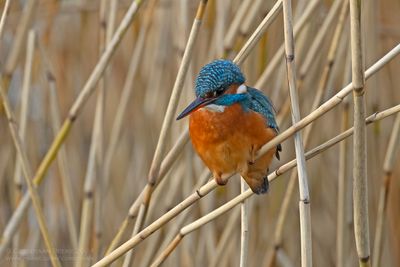 IJsvogel / Kingfisher