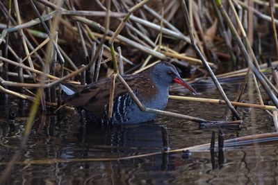 Water Rail