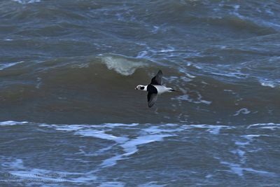 IJseend / Long-tailed Duck
