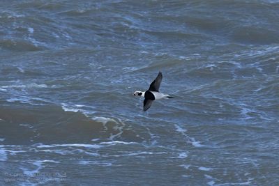 IJseend / Long-tailed Duck