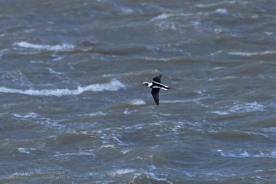 IJseend / Long-tailed Duck