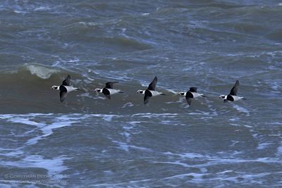 Long-tailed Duck