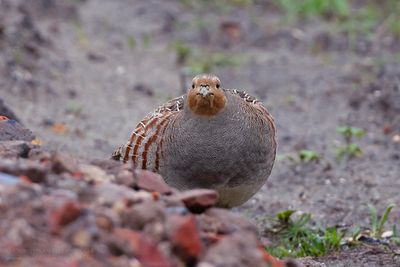 Patrijs / Partridge