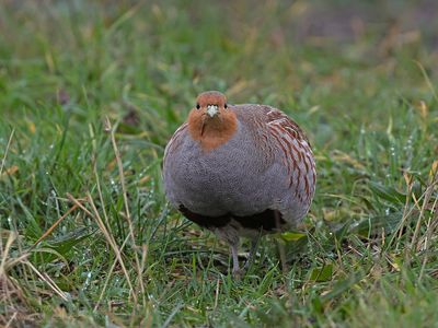 Patrijs / Partridge