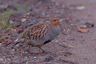 Patrijs / Partridge
