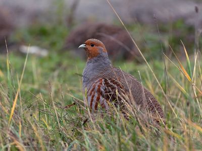 Patrijs / Partridge