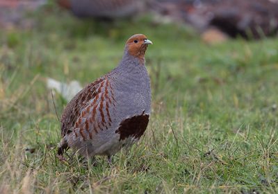 Patrijs / Partridge