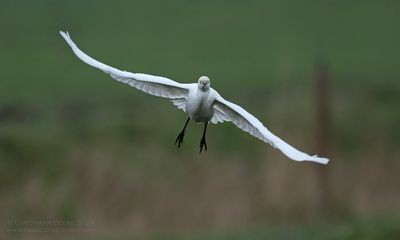 Koereiger / Cattle Egret