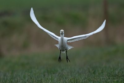 Koereiger / Cattle Egret
