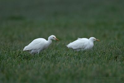 Koereigers / Cattle Egrets