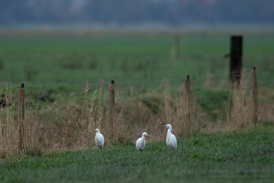 Koereigers / Cattle Egrets