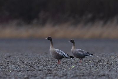 Kleine Rietganzen / Pink-footed Geese