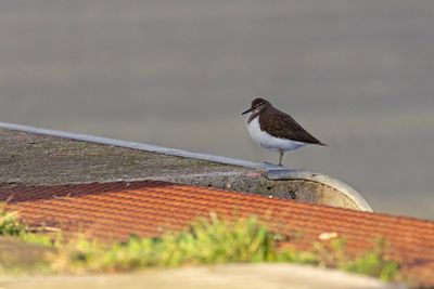 Oeverloper / Common Sandpiper