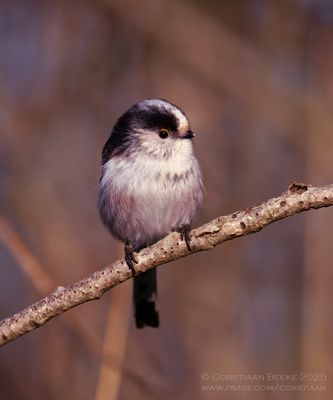 Staartmees / Long-tailed Tit