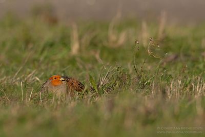Patrijs / Partridge