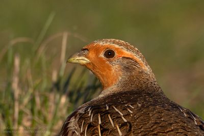 Patrijs / Partridge