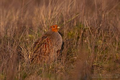 Patrijs / Partridge