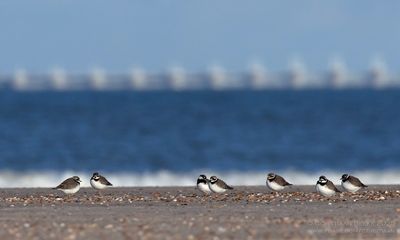 Bontbekplevieren / Great Ringed Plovers