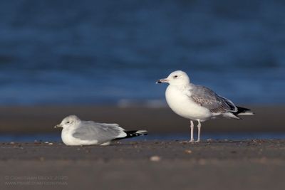 Pontische Meeuw / Caspian Gull