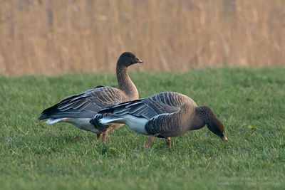 Kleine Rietganzen / Pink-footed Geese