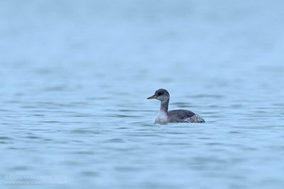 Roodhalsfuut / Reck-necked Grebe