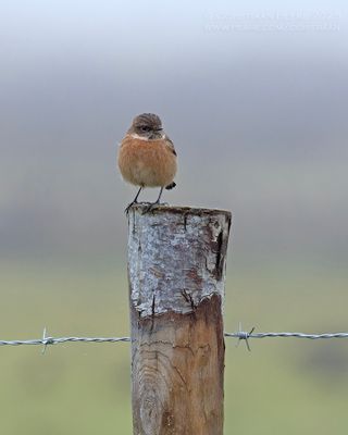 Roodborsttapuit / Stonechat