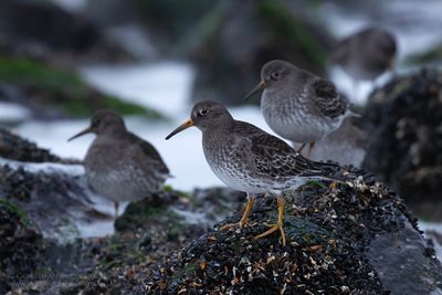 Paarse Strandlopers / Purple Sandpipers