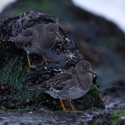 Paarse Strandlopers / Purple Sandpipers