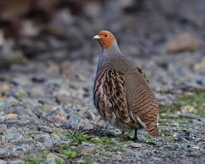 Patrijs / Partridge