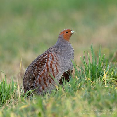 Patrijs / Partridge