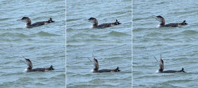 IJsduiker / Great Northern Diver
