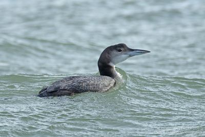 IJsduiker / Great Northern Diver